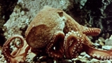 Science Is Fiction: 23 Films by Jean Painlevé